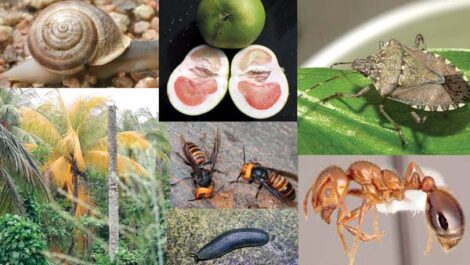 New training helps nurseries be  on the lookout for invasive species